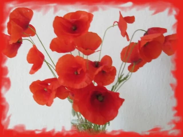 Czesław Miłosz i przypowieść o maku: odkryj jej głębokie znaczenie